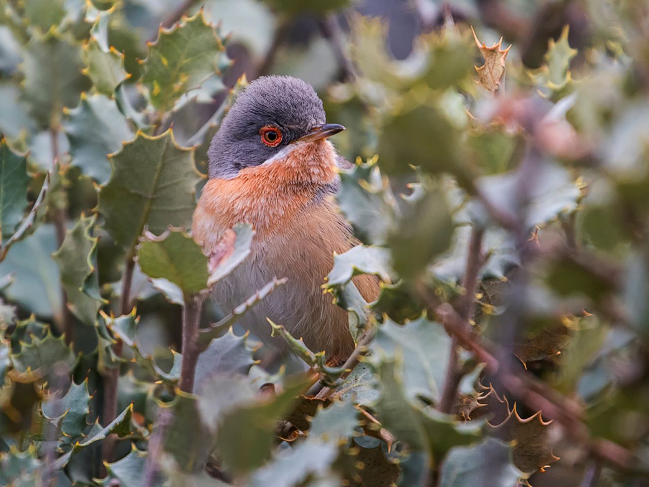 Curruca carrasqueña