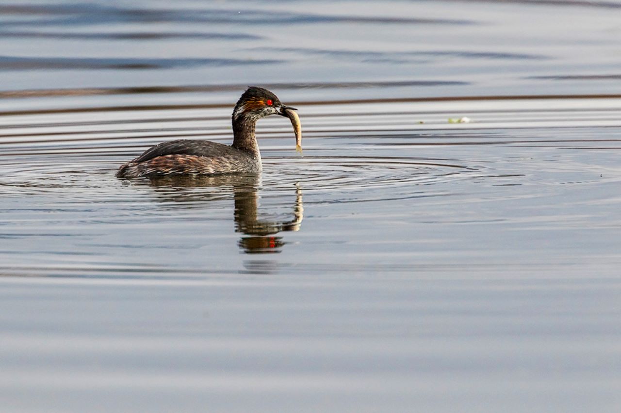 Zampullín cuellinegro