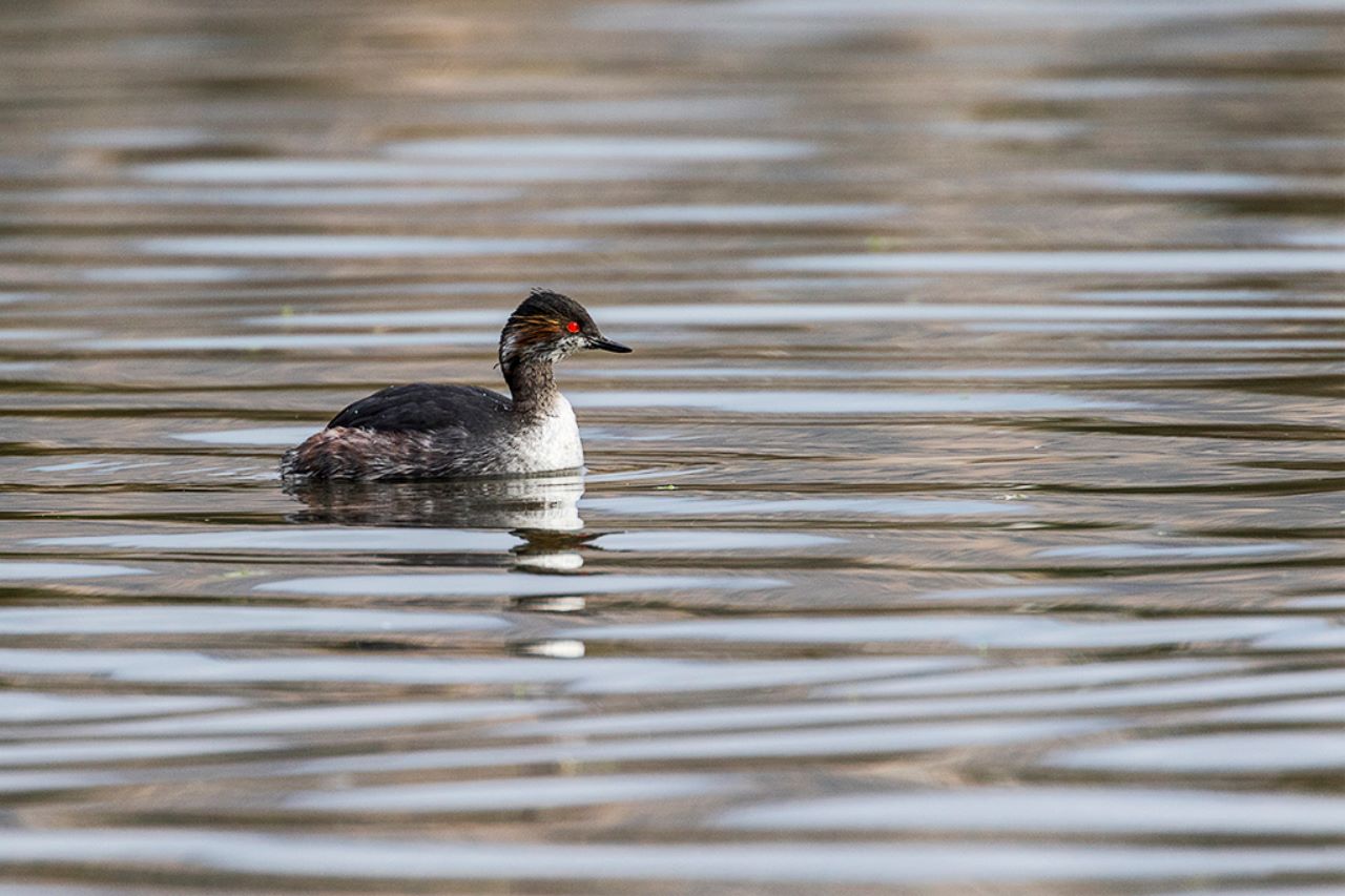 Zampullín cuellinegro