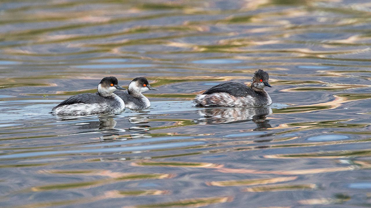 Zampullín cuellinegro