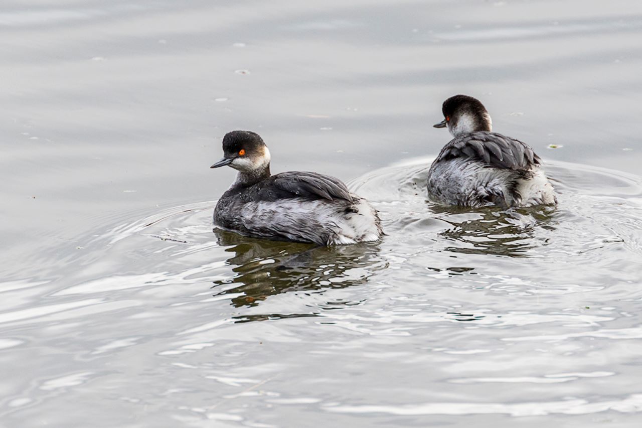 Zampullín cuellinegro