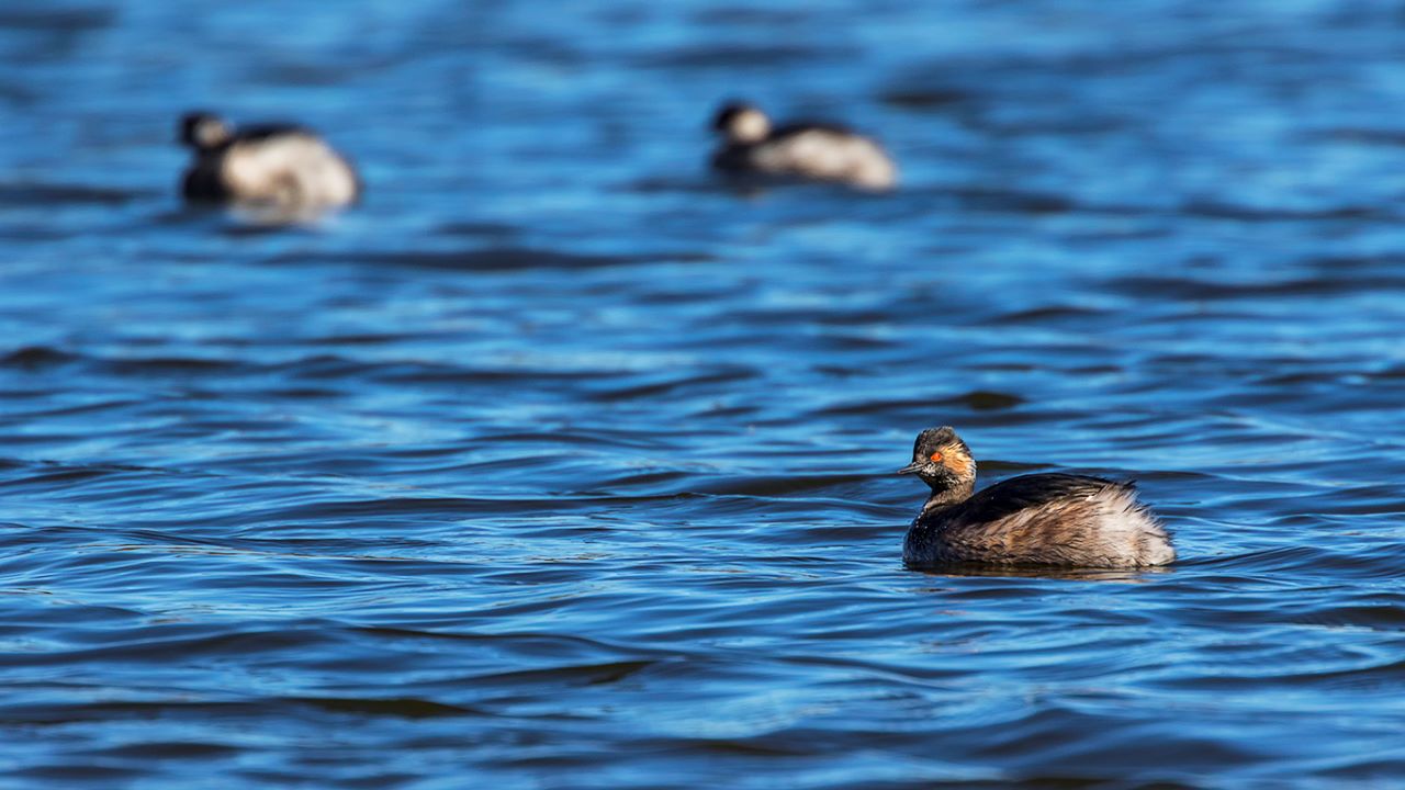 Zampullín cuellinegro