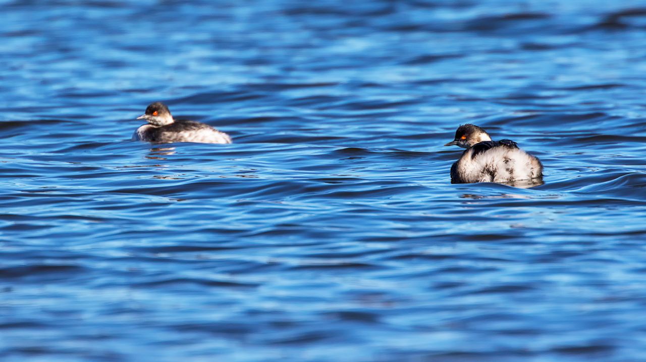 Zampullín cuellinegro