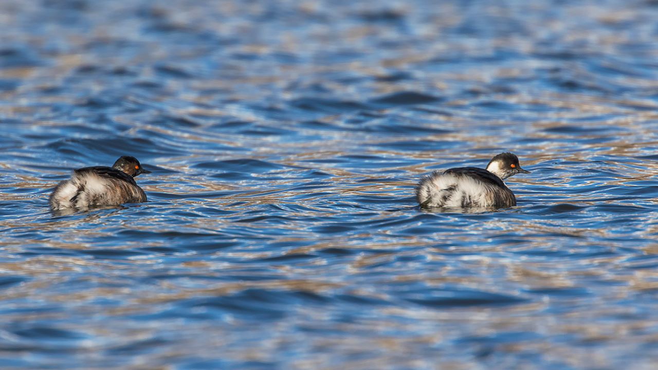 Zampullín cuellinegro