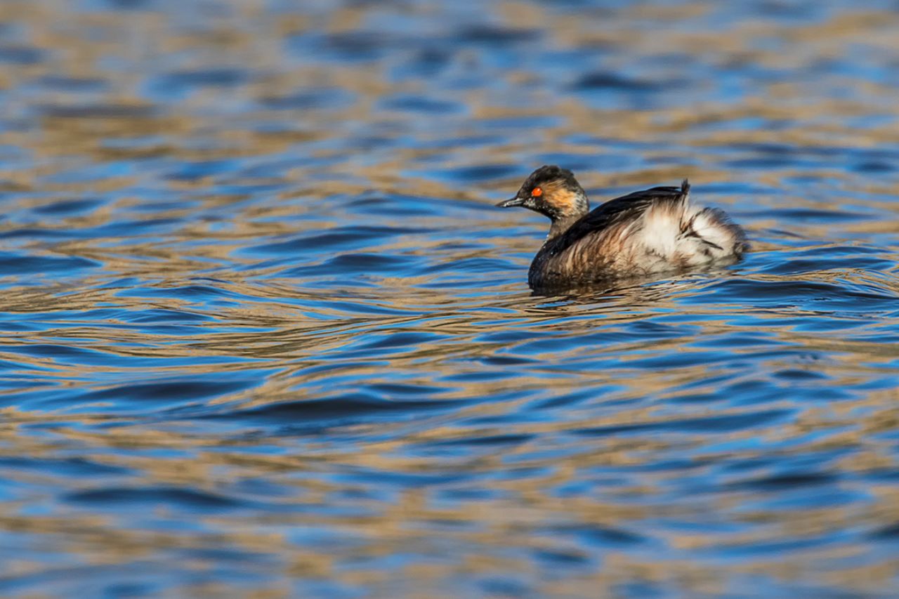 Zampullín cuellinegro