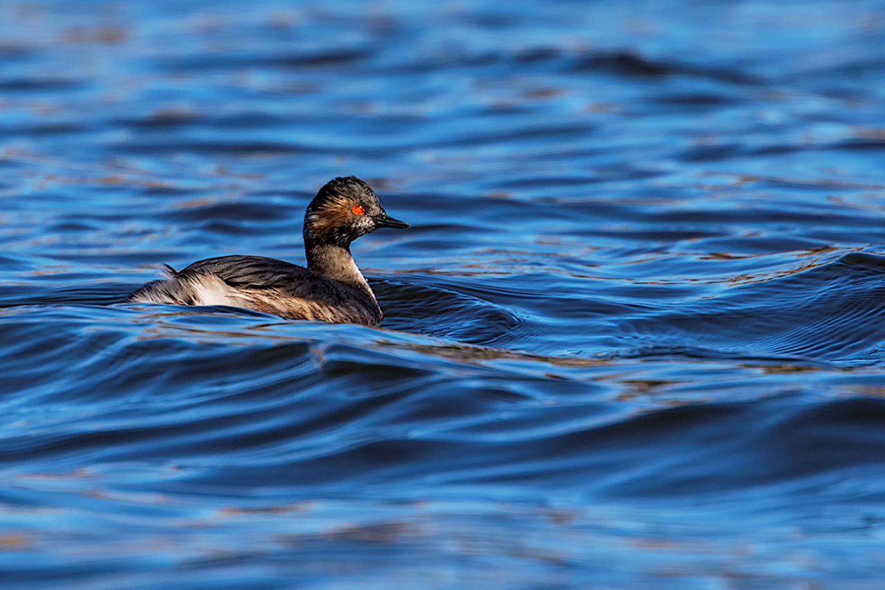 Zampullín cuellinegro