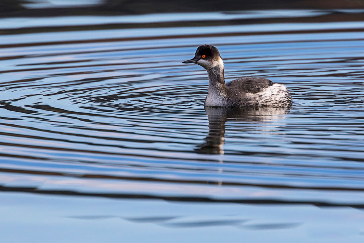 Zampullín cuellinegro