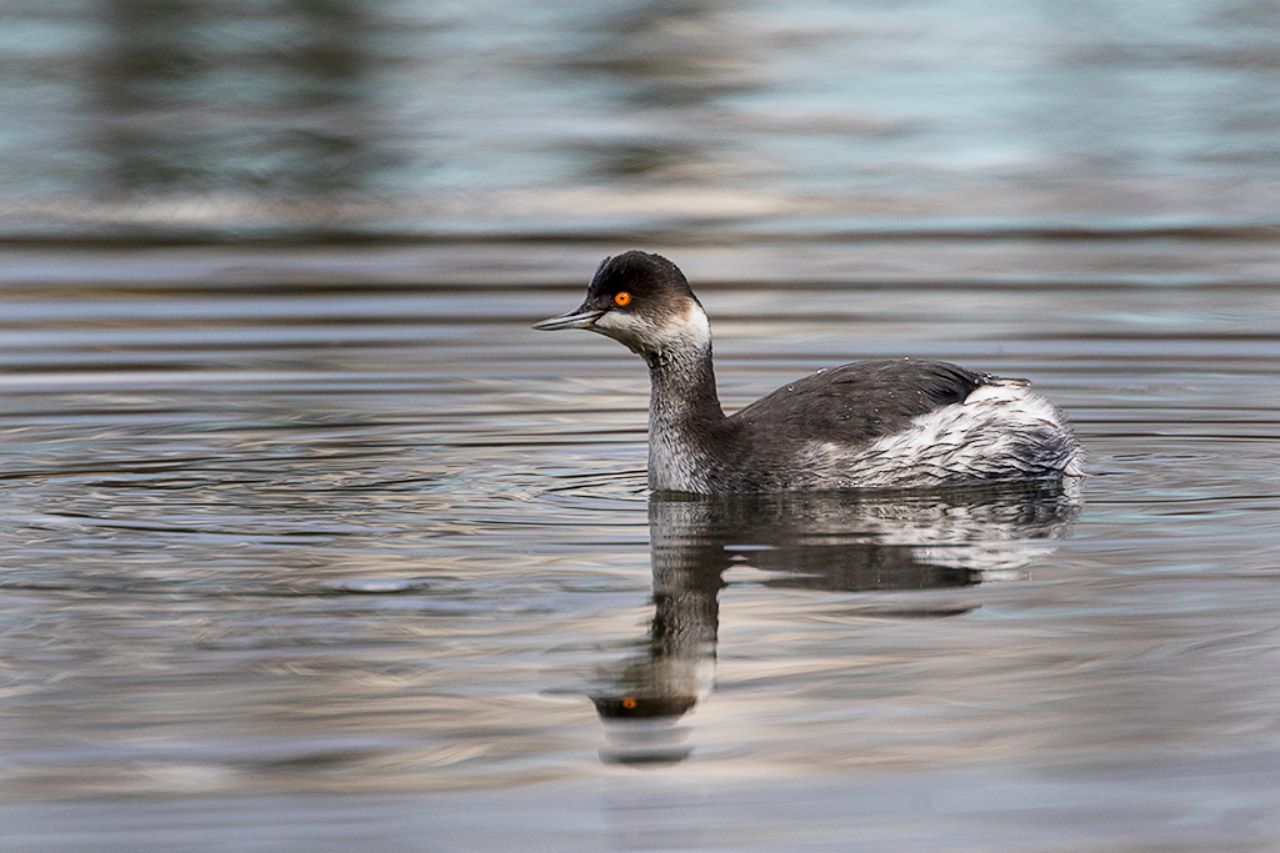 Zampullín cuellinegro