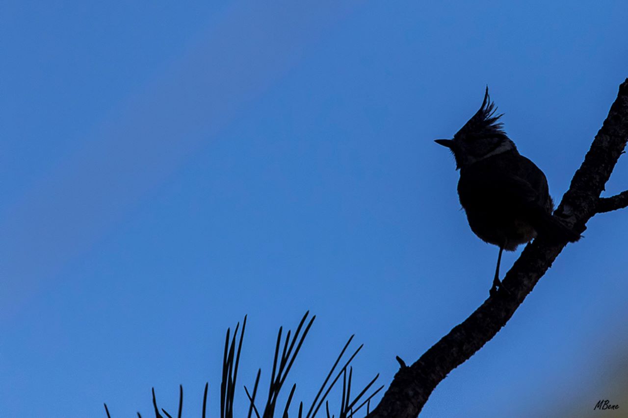 Herrerillo capuchino