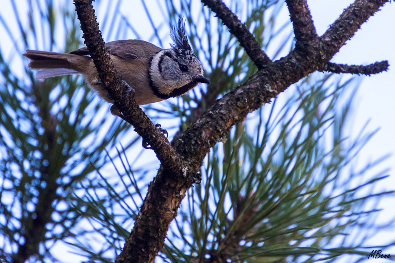Herrerillo capuchino