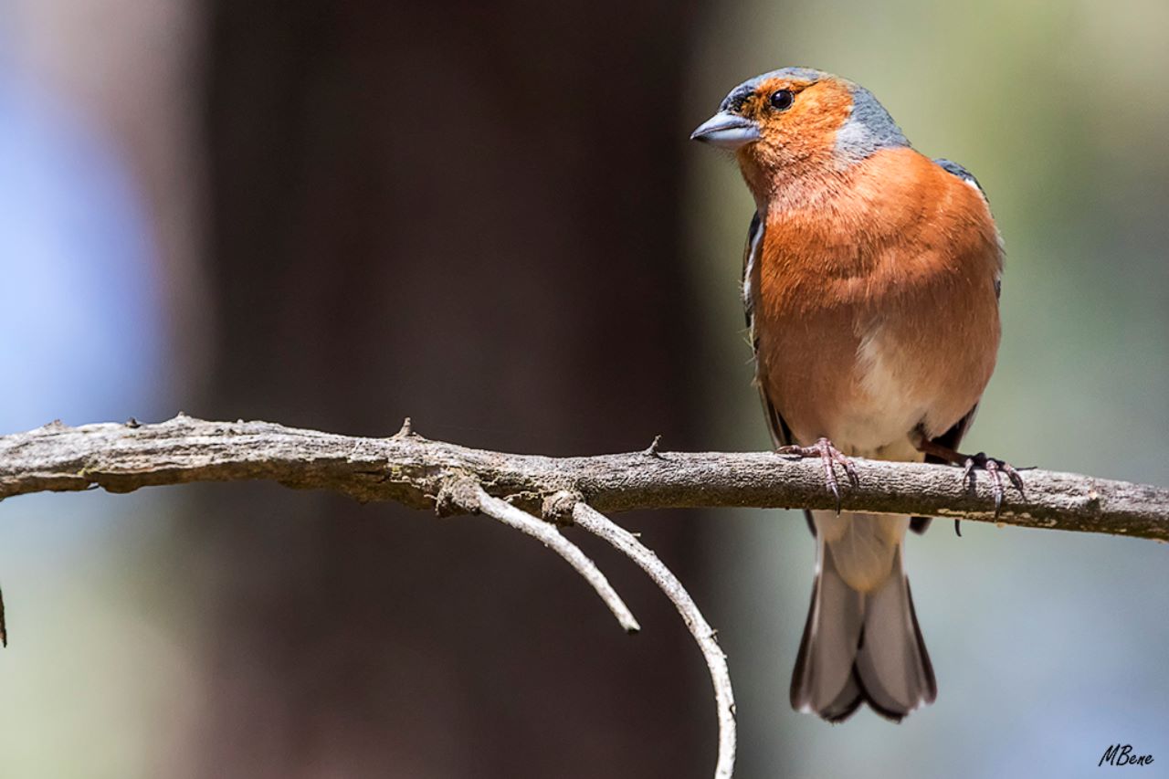 Pinzón común macho