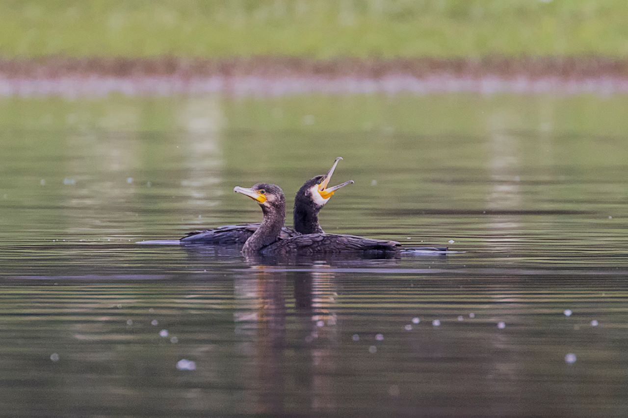 Cormoranes