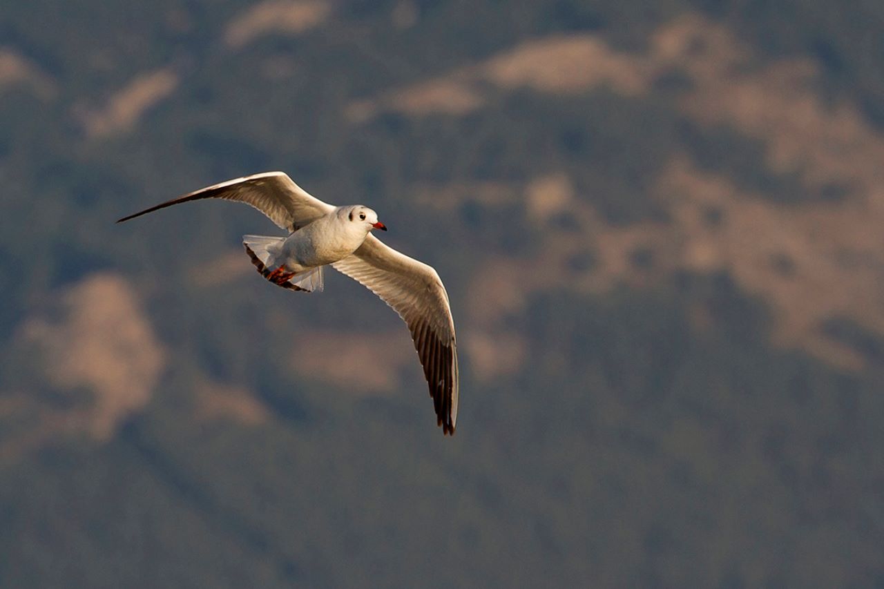 Gaviota reidora