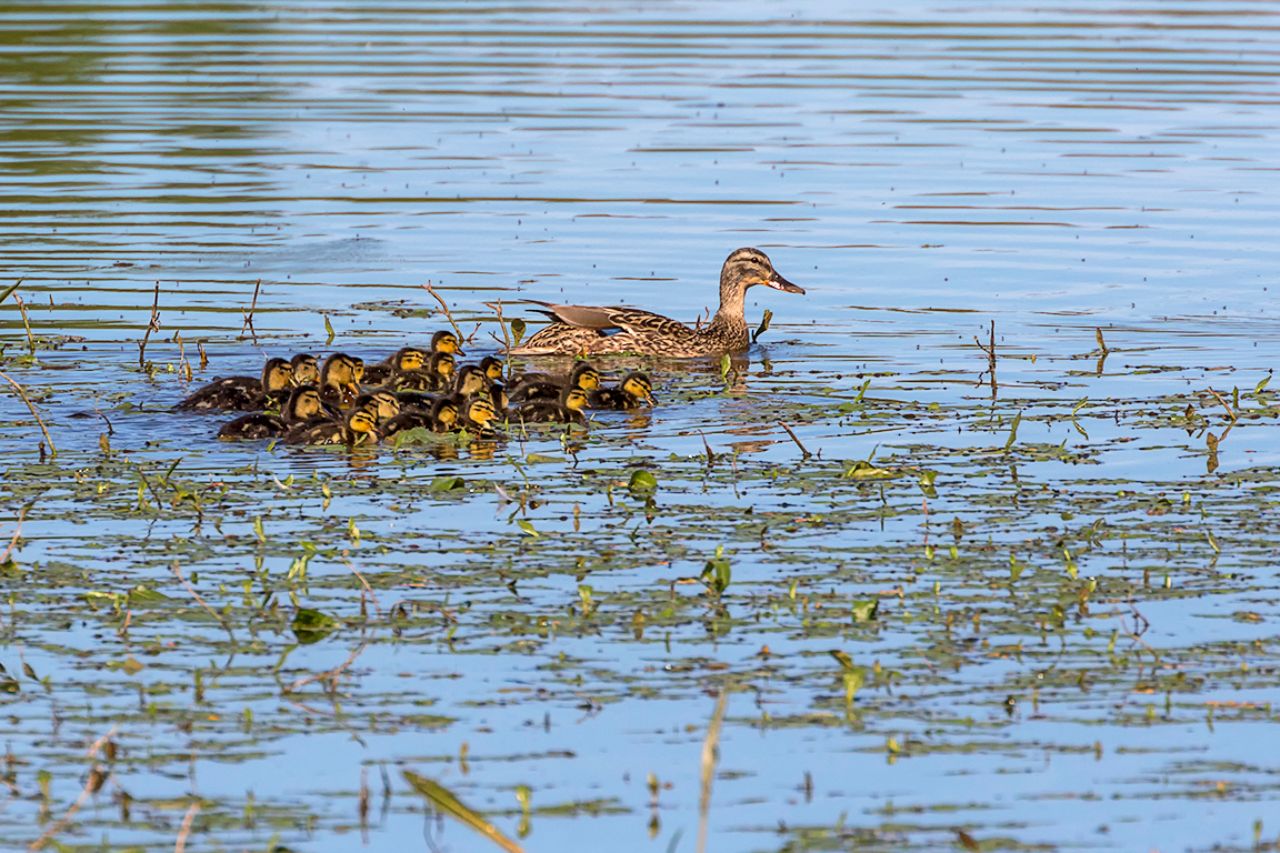 Los azulones crían bien en el embalse