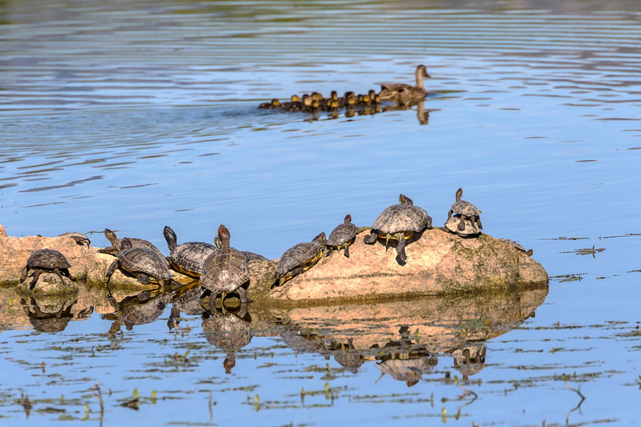 Viendo pasear a los vecinos
