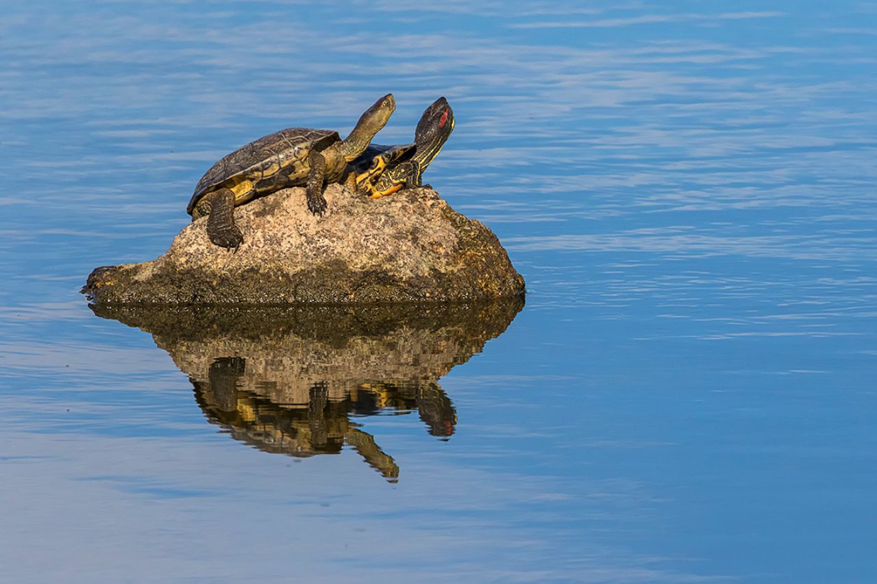 Galápago leproso y de californa