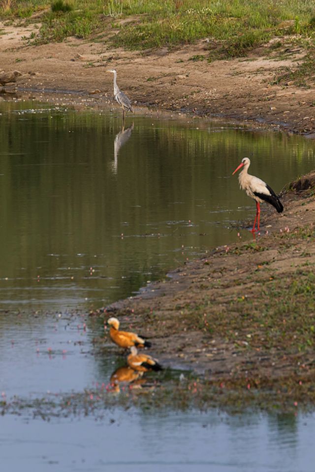 Ramillete de especias