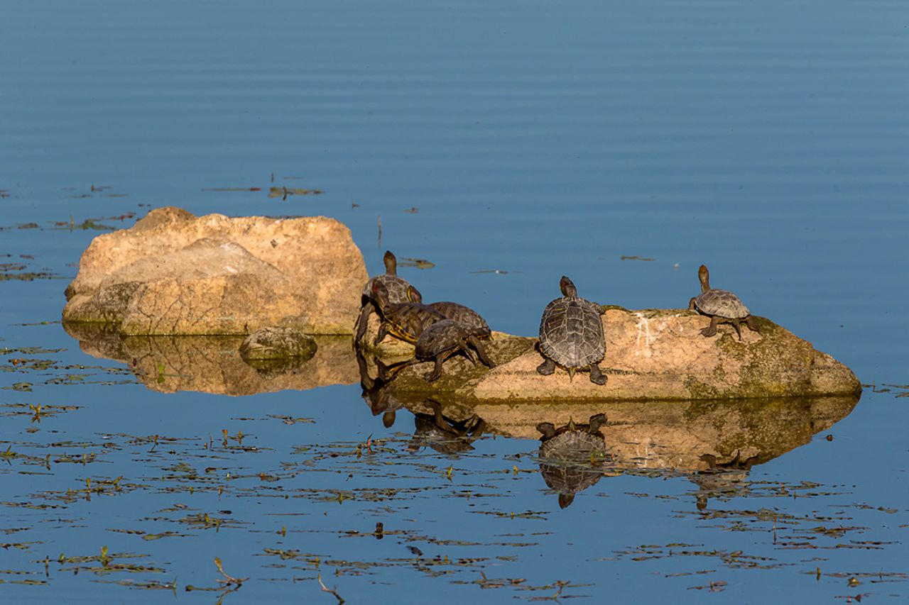 Galápagos leprosos y de Florida