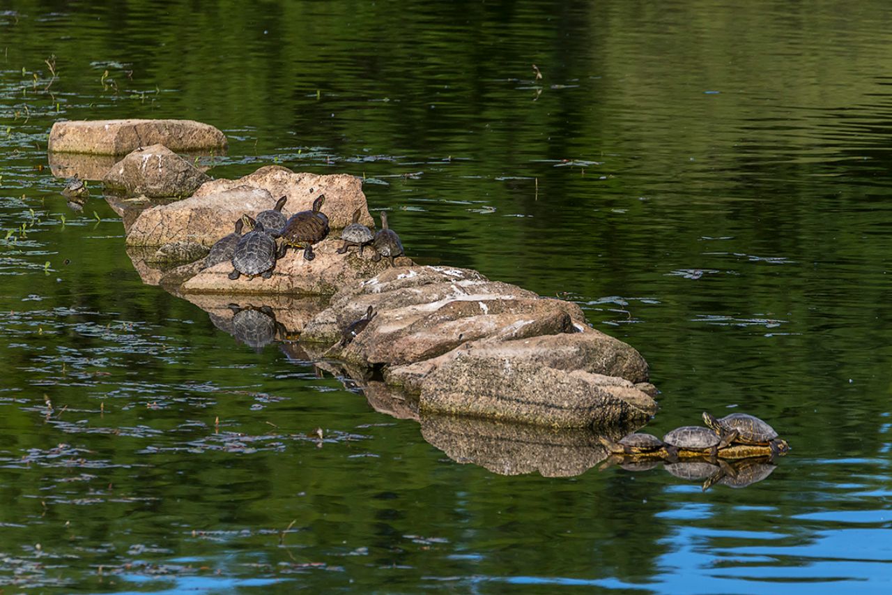 Galápagos leprosos y de Florida