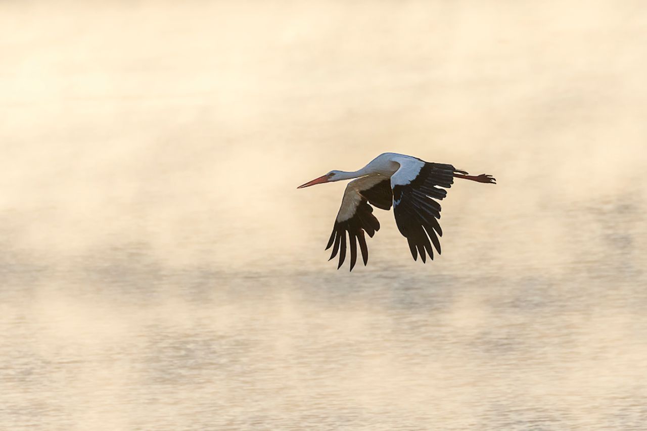 Y una cigüeña emerge