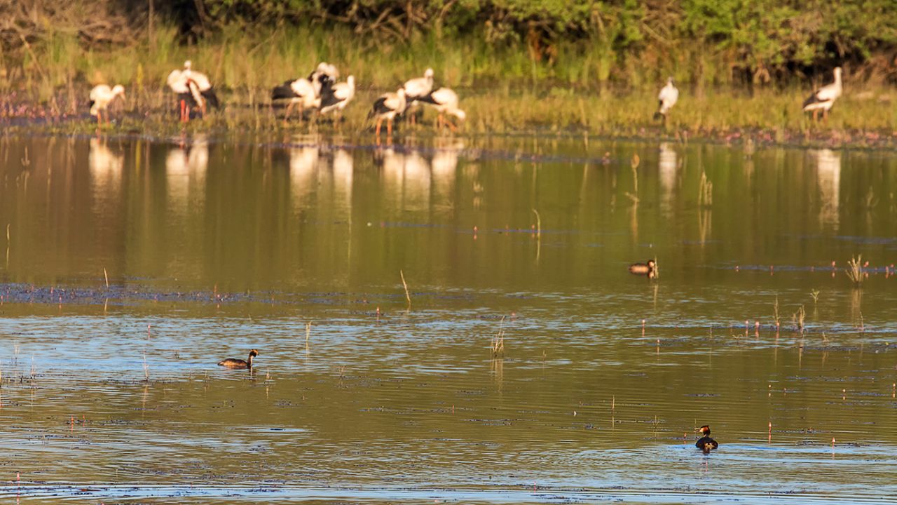 Cigüeñas y somormujos