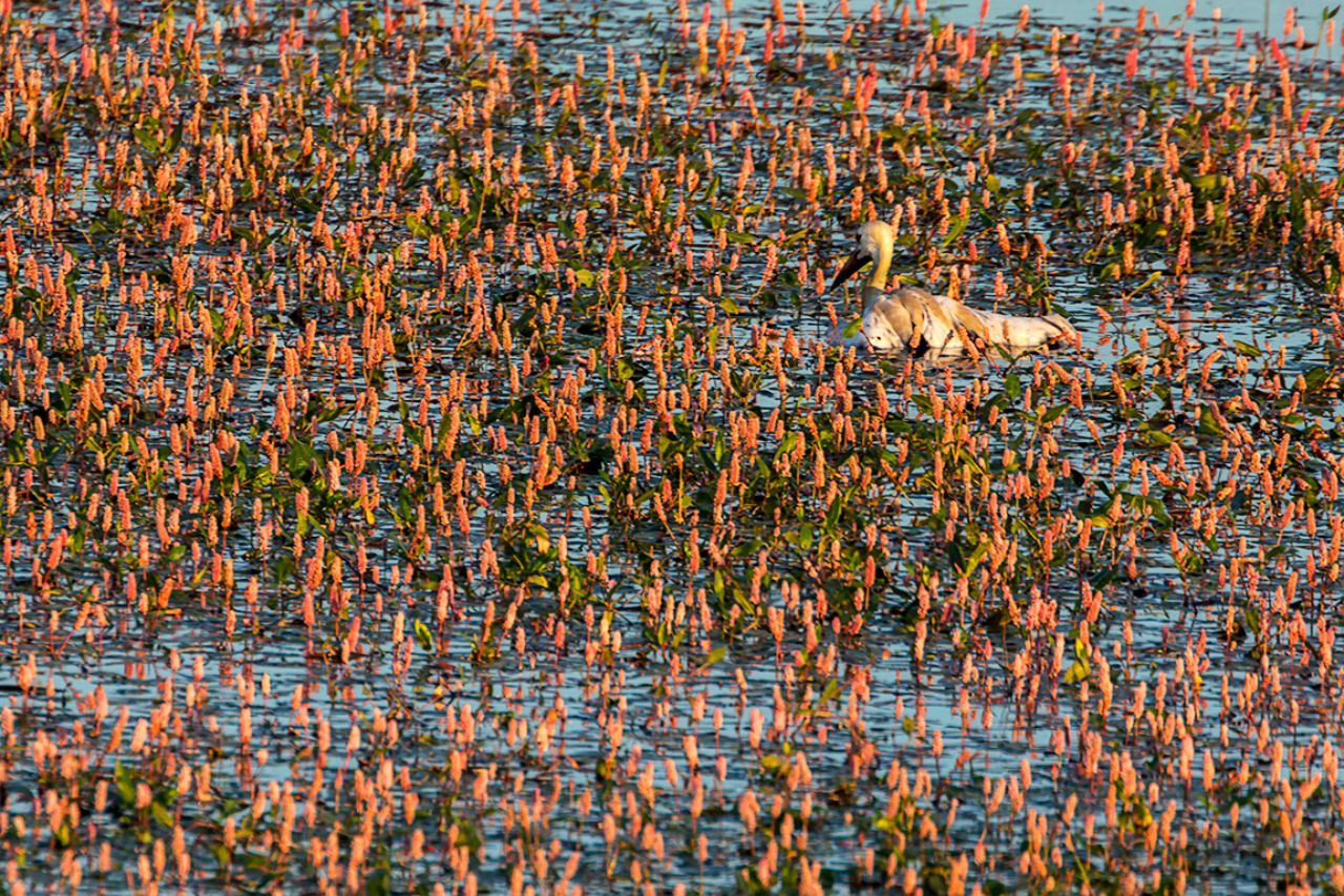 Qué problema tendría... falleció