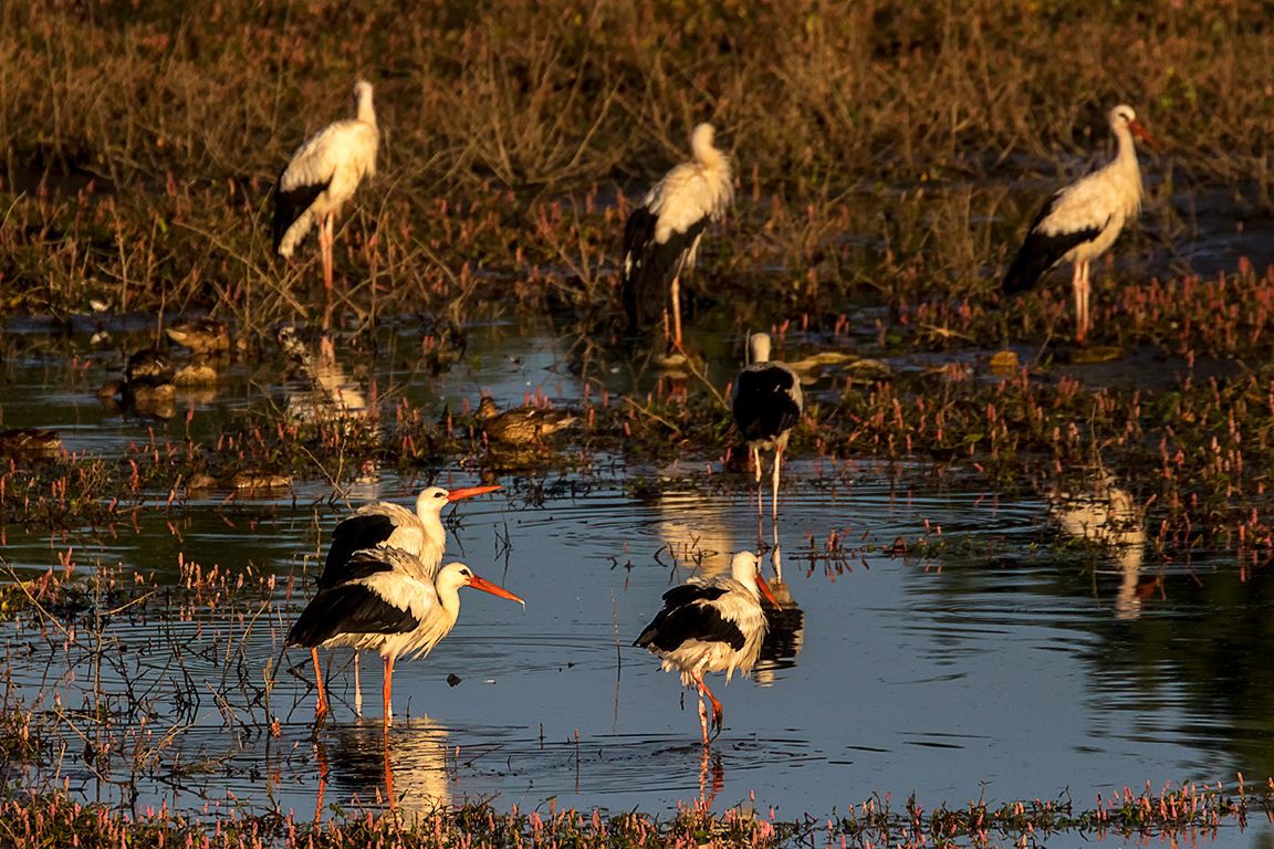 Un buen lugar para as cigüeñas