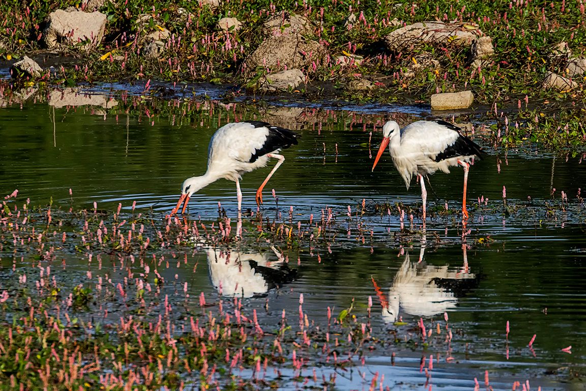 Un buen lugar para as cigüeñas