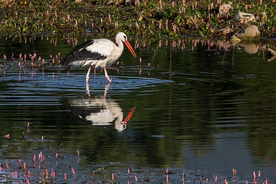 Un buen lugar para as cigüeñas
