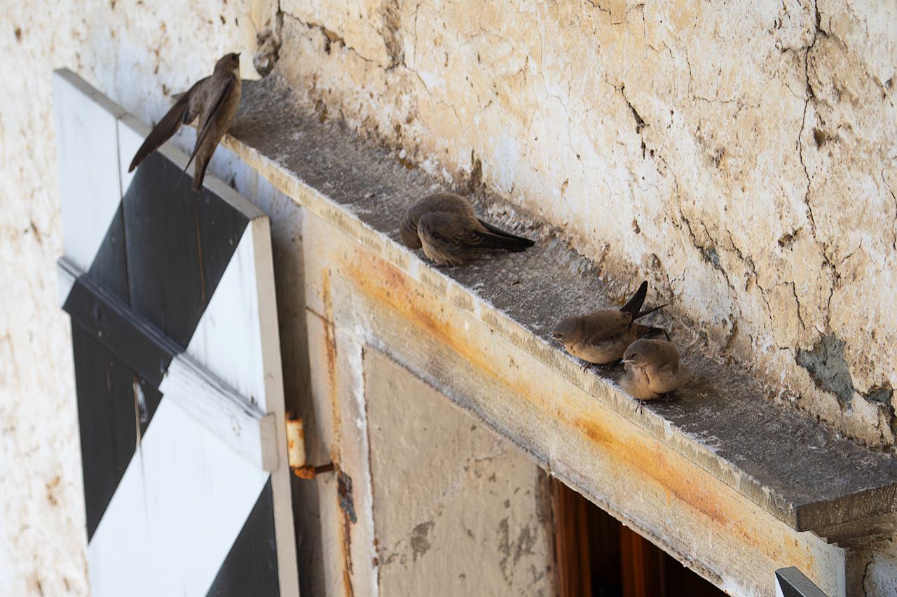 Castillo de Predjama