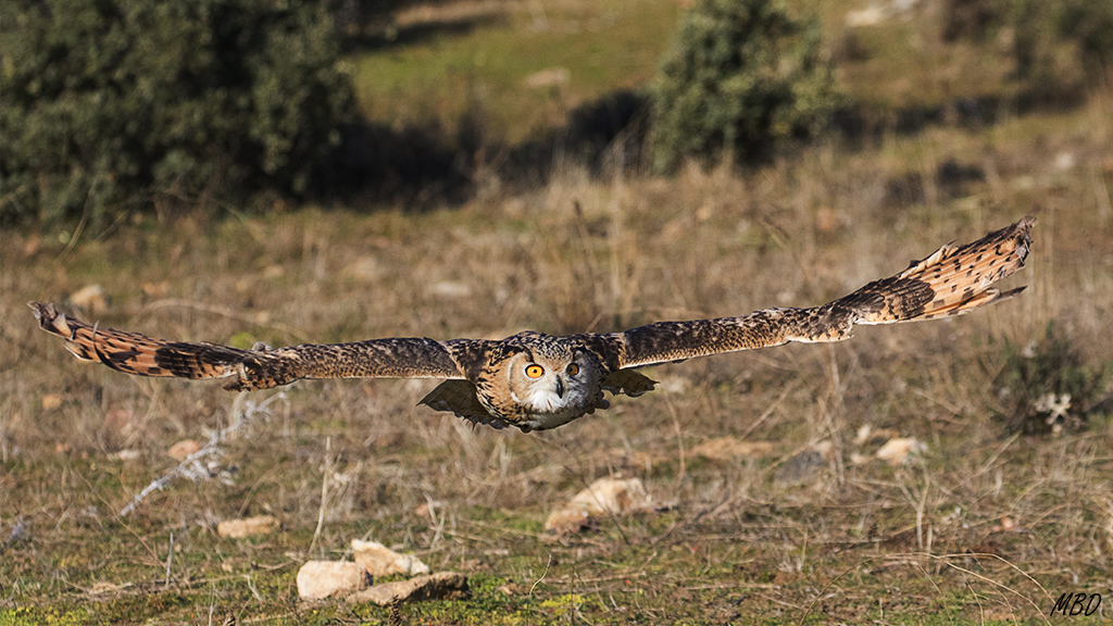 Buho real. Lozoya, ene2017