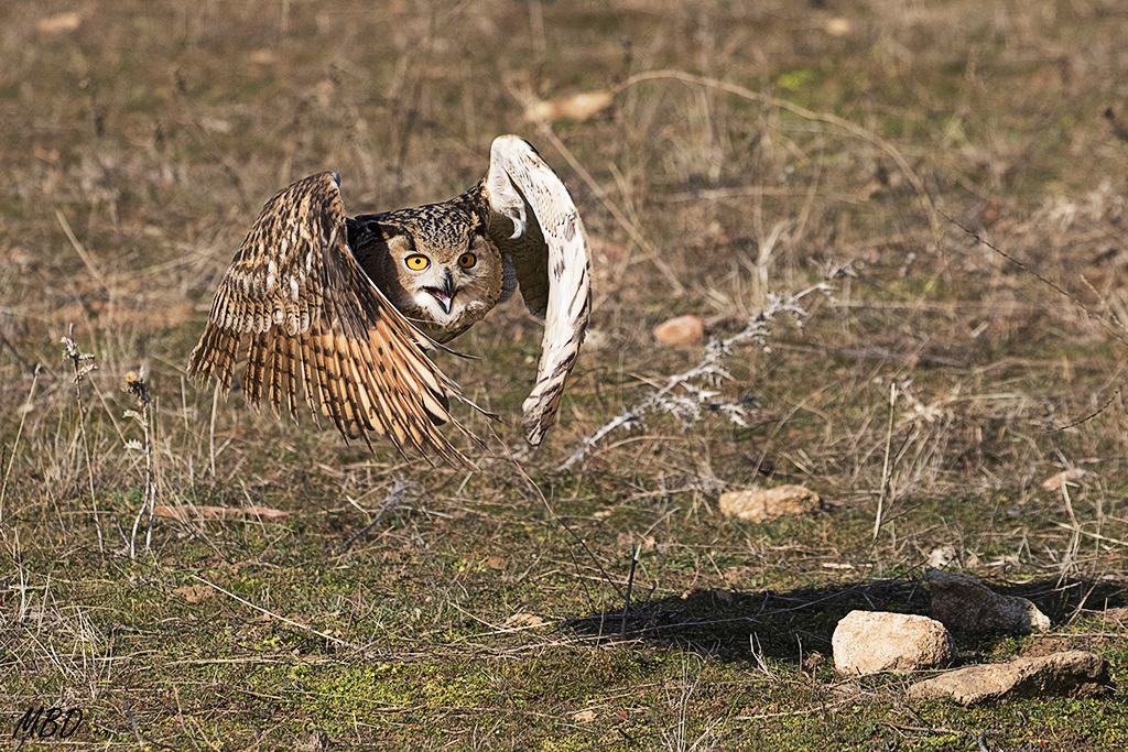 Buho real. Lozoya, ene2017