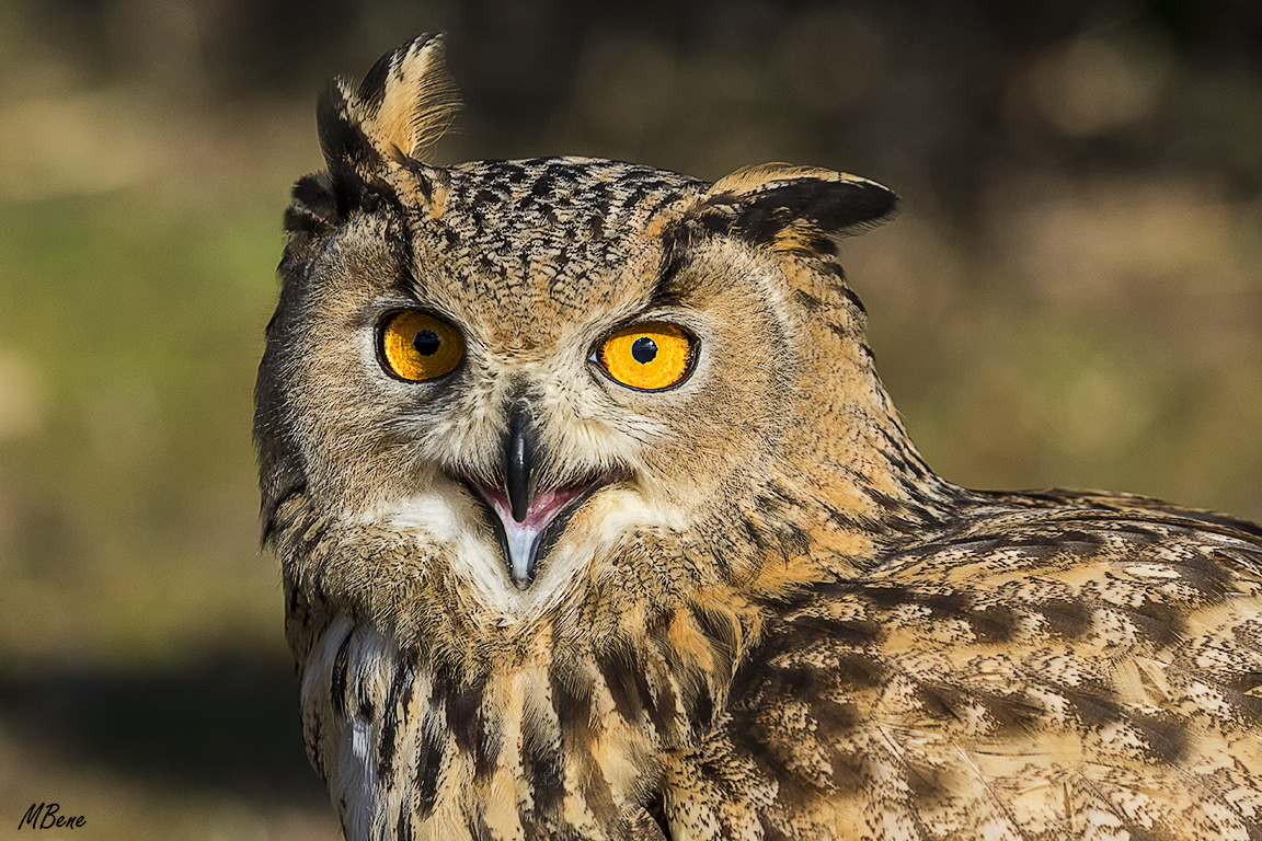 Buho real. Lozoya, ene2017