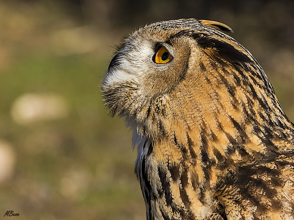 Buho real. Lozoya, ene2017