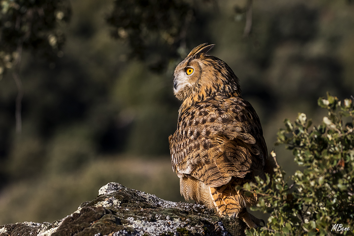 Buho real. Lozoya, ene2017