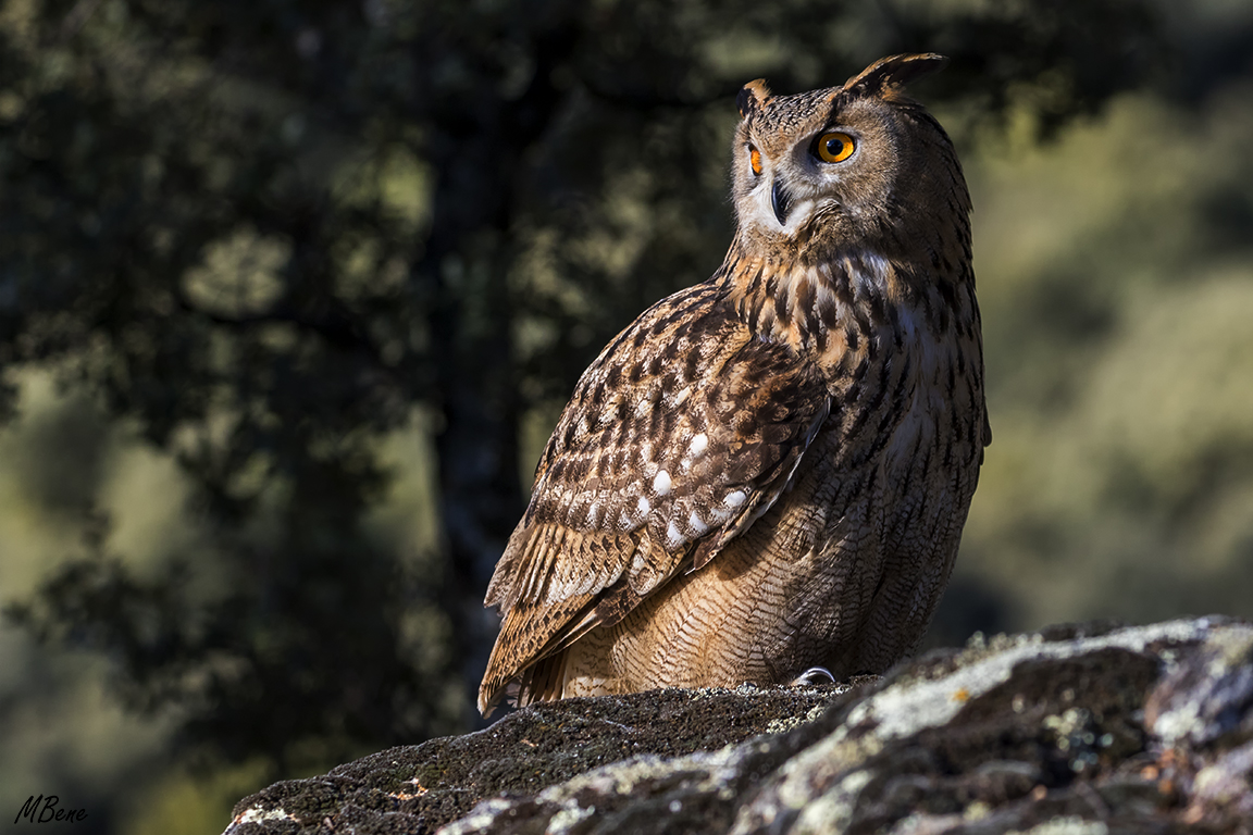 Buho real. Lozoya, ene2017