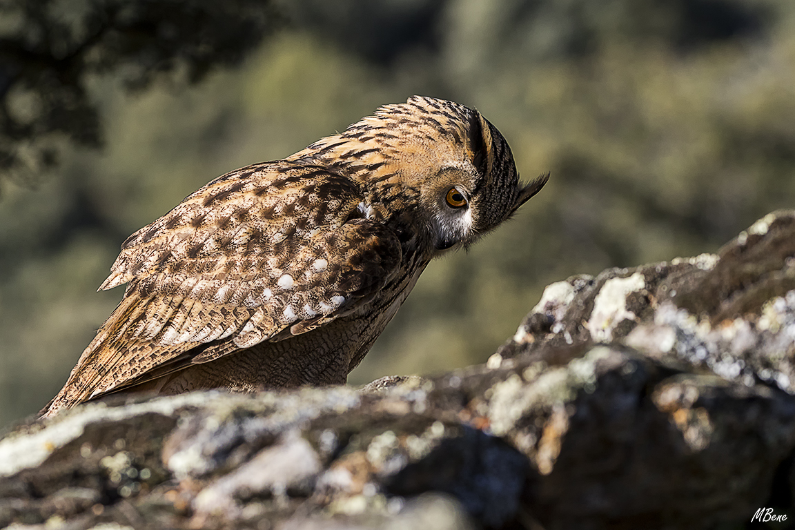 Buho real. Lozoya, ene2017