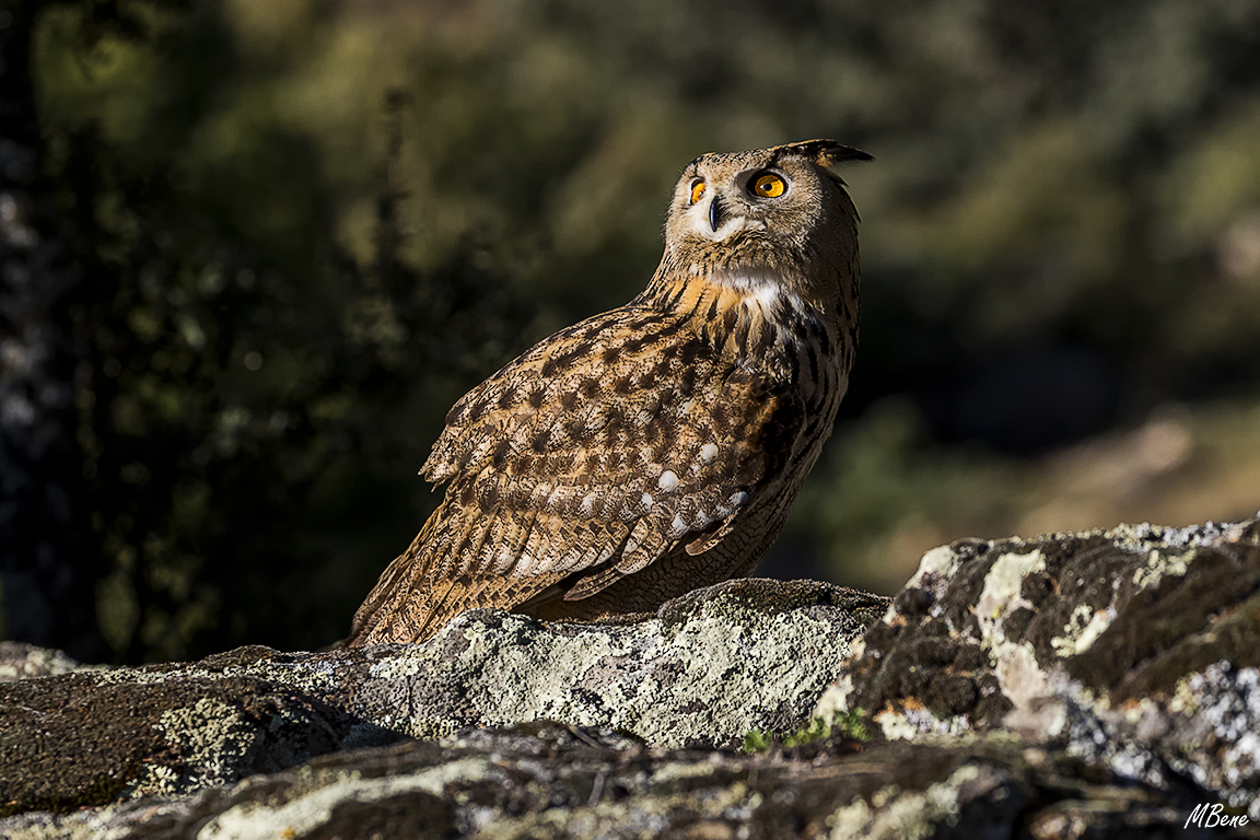 Buho real. Lozoya, ene2017