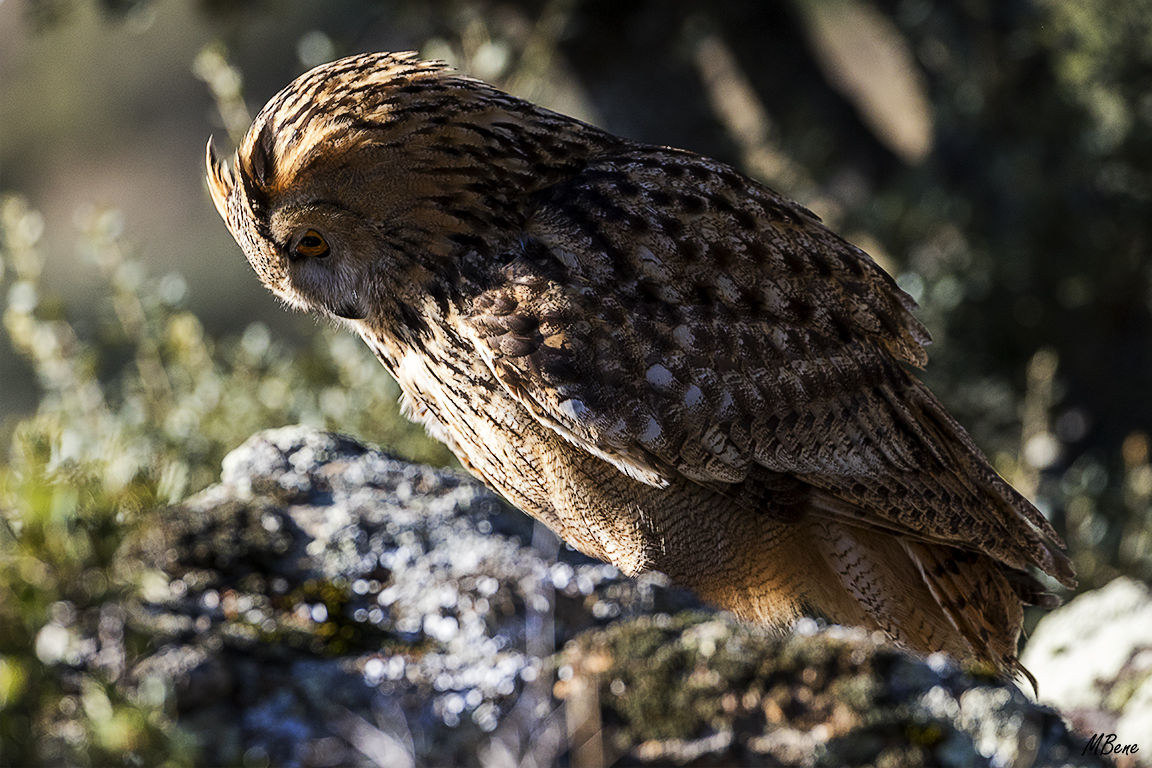 Buho real. Lozoya, ene2017