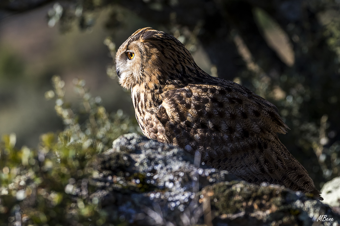 Buho real. Lozoya, ene2017