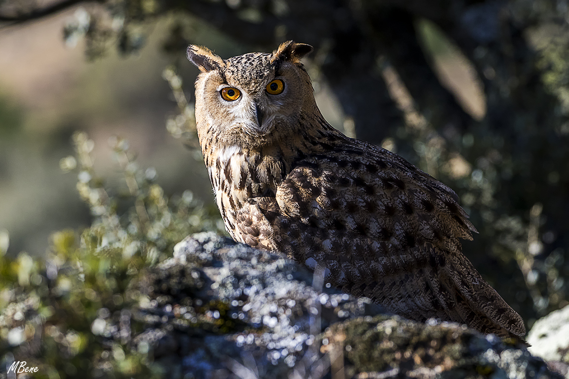 Buho real. Lozoya, ene2017