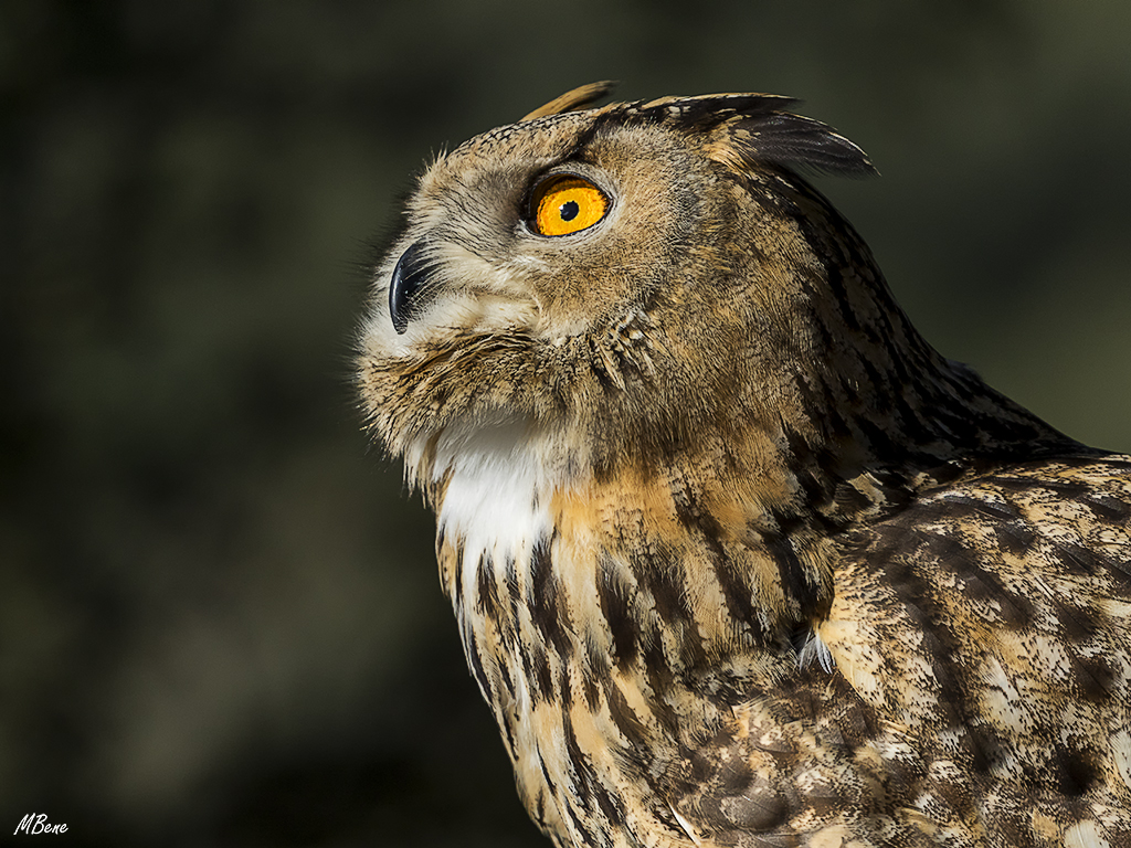 Buho real. Lozoya, ene2017