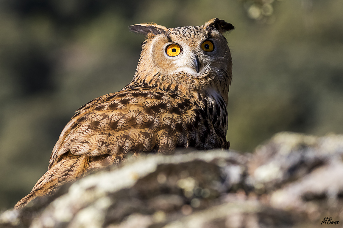 Buho real. Lozoya, ene2017