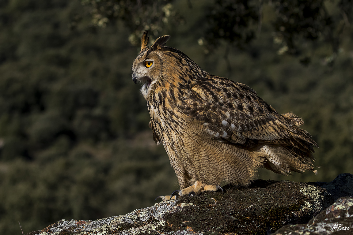 Buho real. Lozoya, ene2017