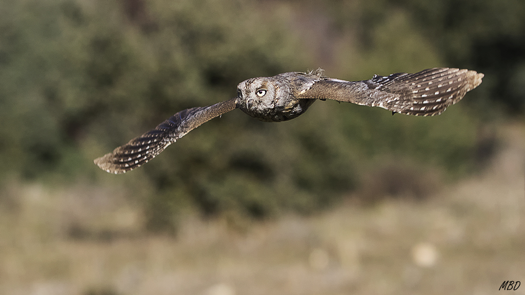 Autillo. Lozoya, ene2017