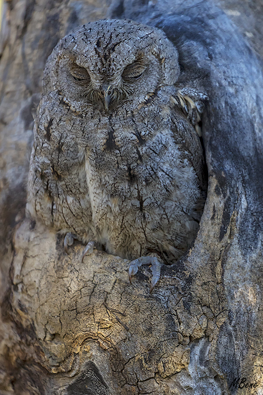 Autillo. Lozoya, ene2017