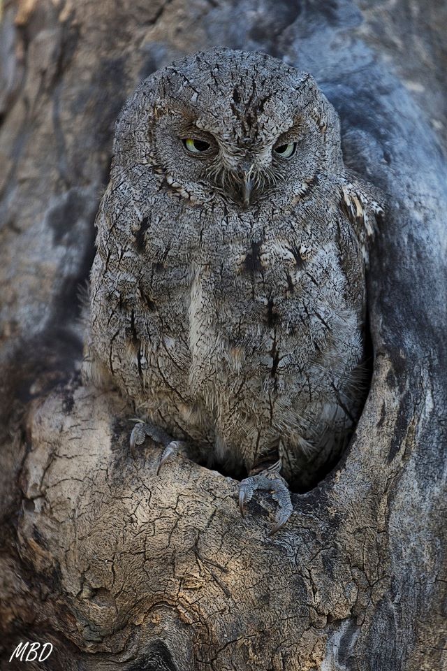 Autillo. Lozoya, ene2017