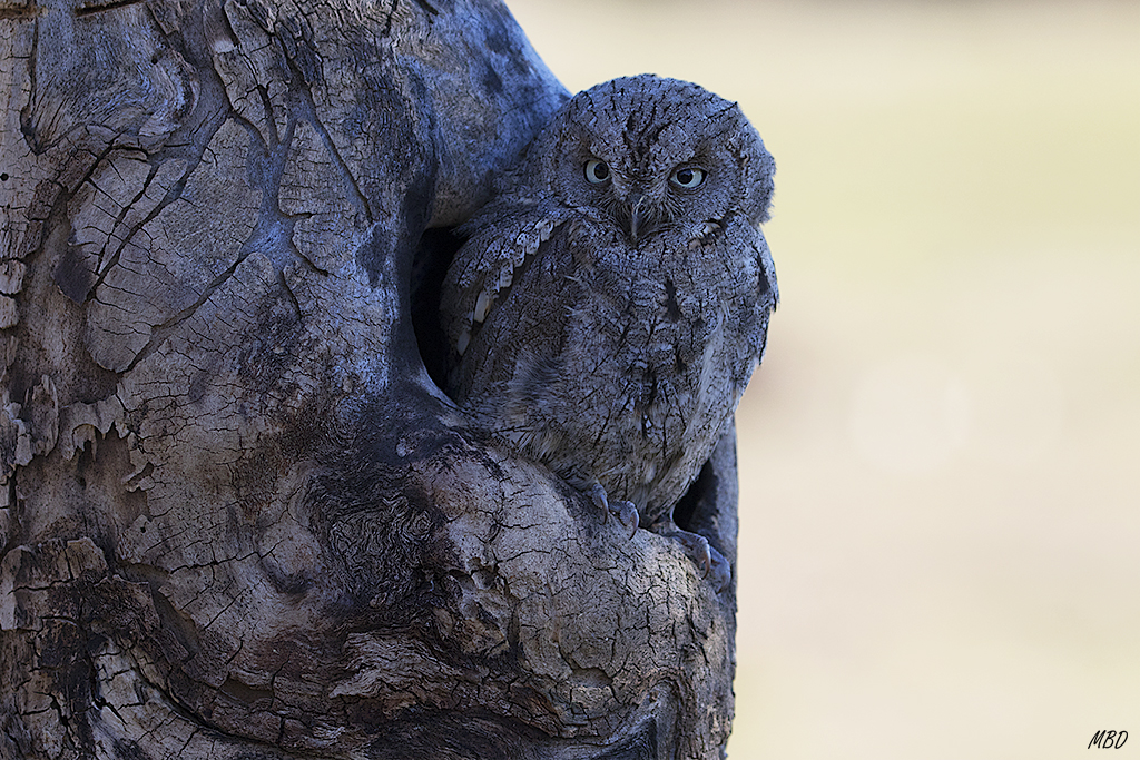 Autillo. Lozoya, ene2017