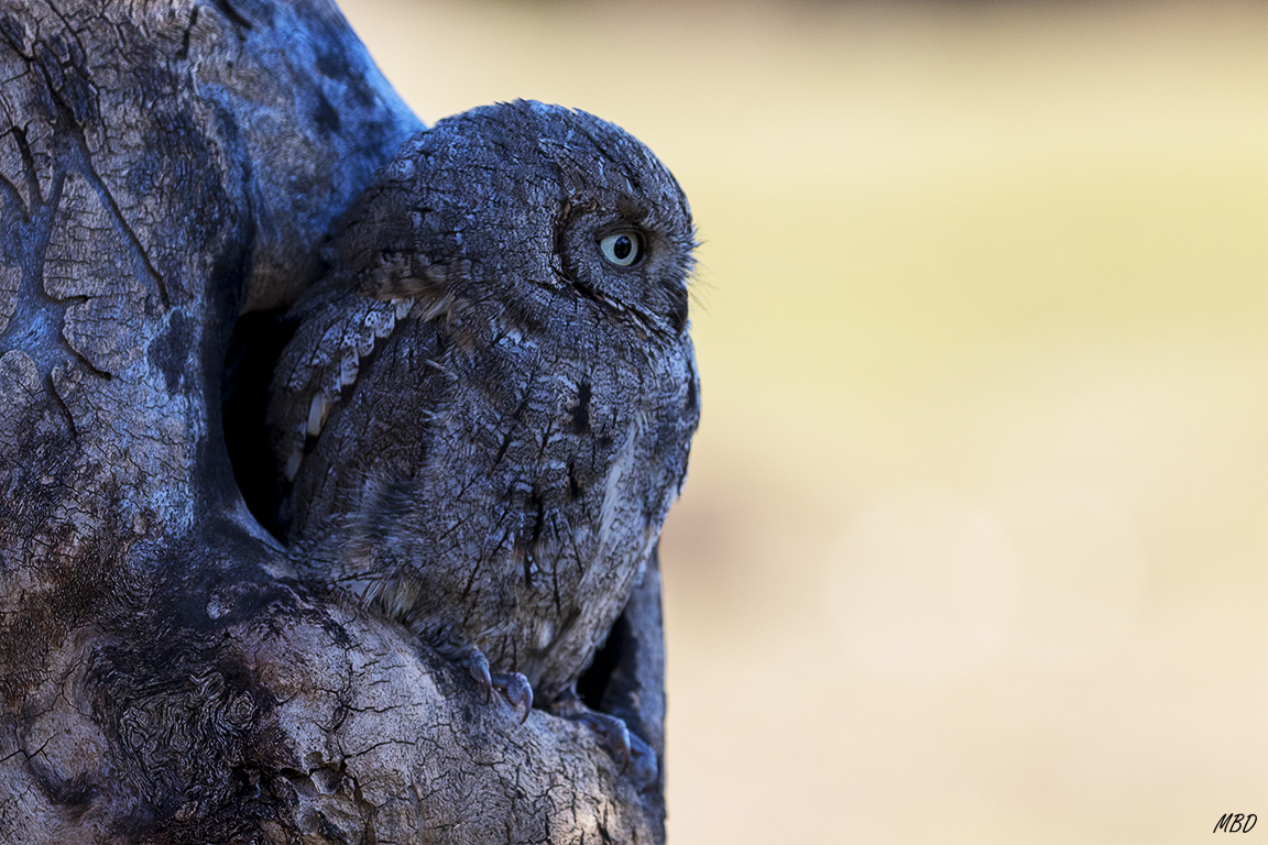 Autillo. Lozoya, ene2017