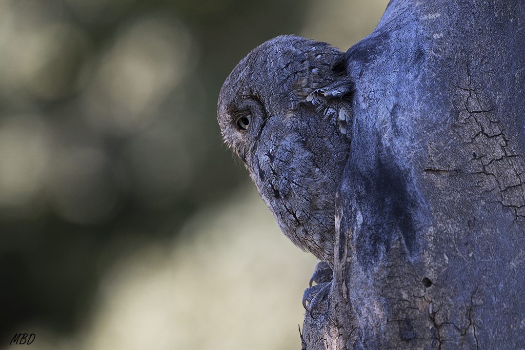 Autillo. Lozoya, ene2017